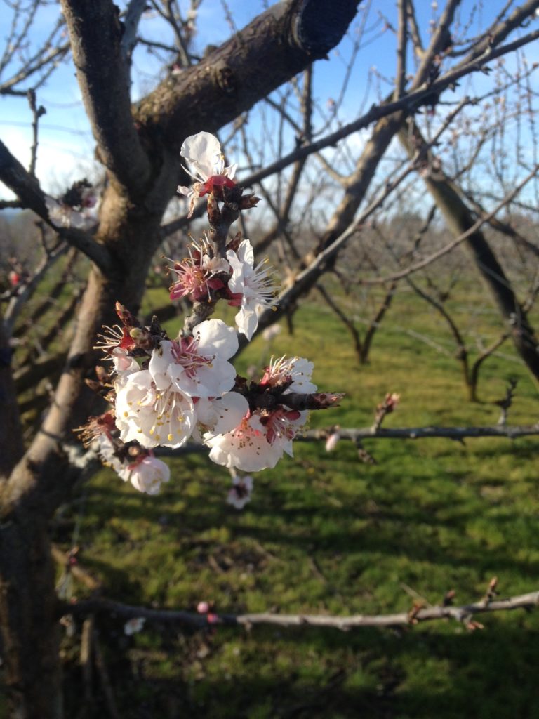 Die Aprikosenbäume fangen an zu blühen