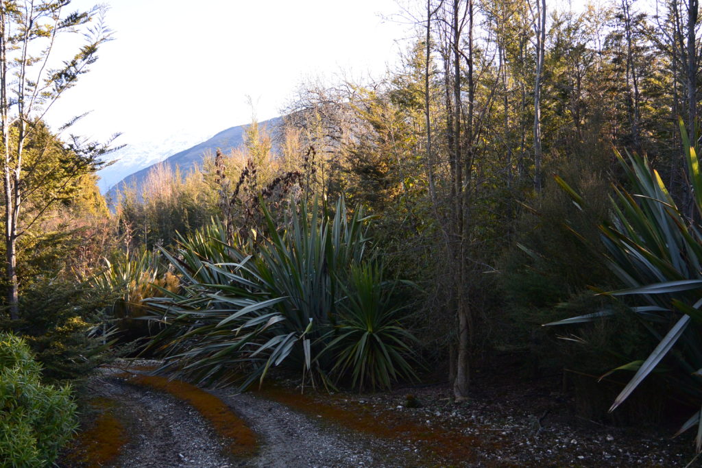 ältere Pflanzen aus verbreiten Jahren - es entwickelt sich alles gut
