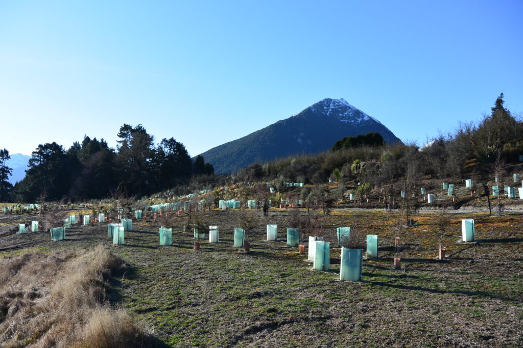 Düngung der jungen Pflanzen