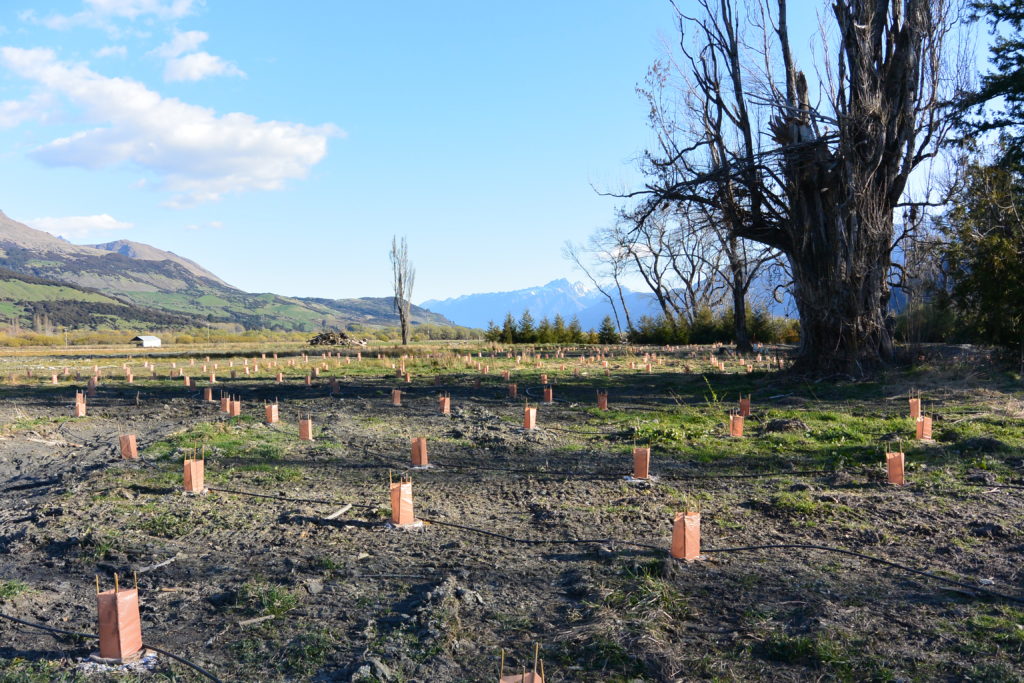 1000 Beechtrees in 1 Woche