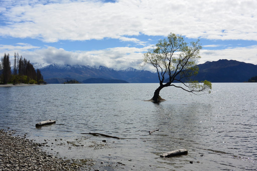 Lake Wanaka Tree